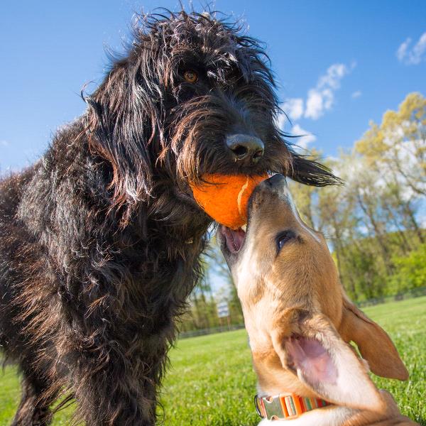 /Images/uploads/St Huberts Animal Welfare Center/sthuberts/entries/1913thumb.jpg